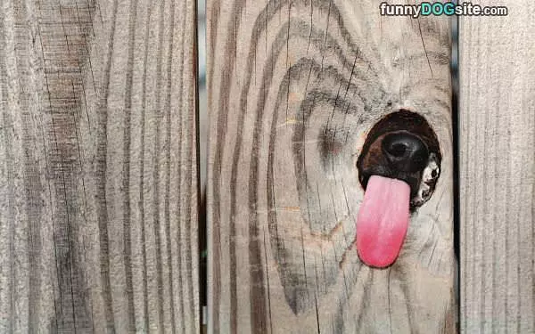 I Will Lick You