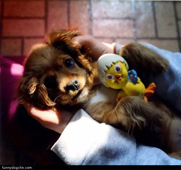 Angry Puppy