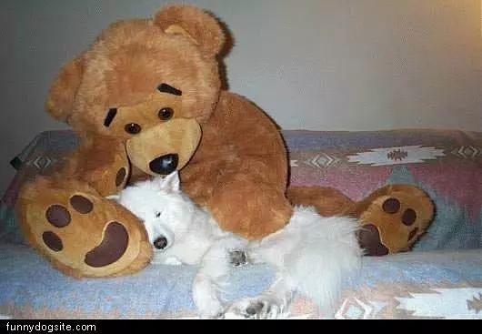 White Dog With Bif Teddy
