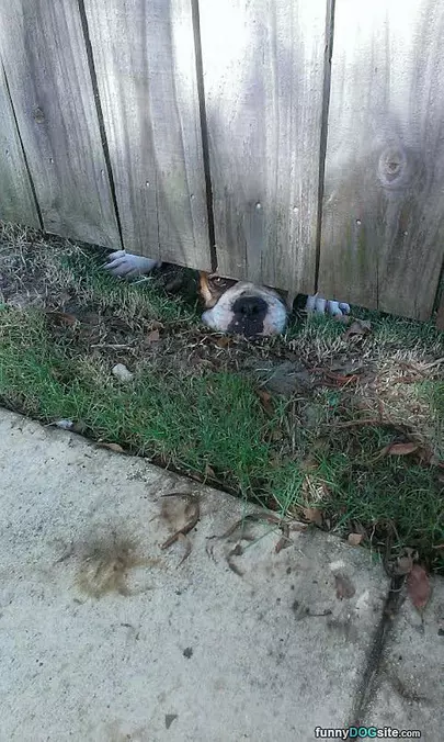Peekaboo