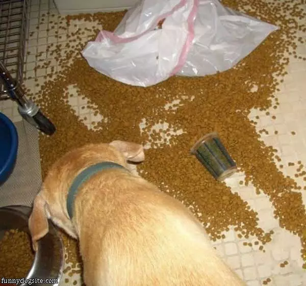 Hungry Hungry Dogs