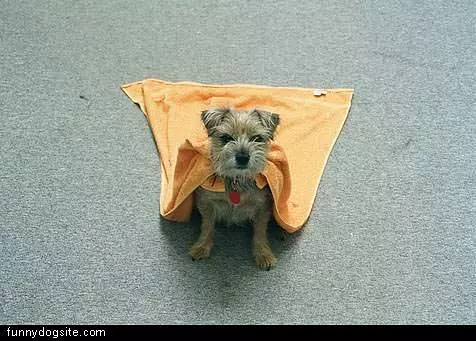 Super Dog Cape