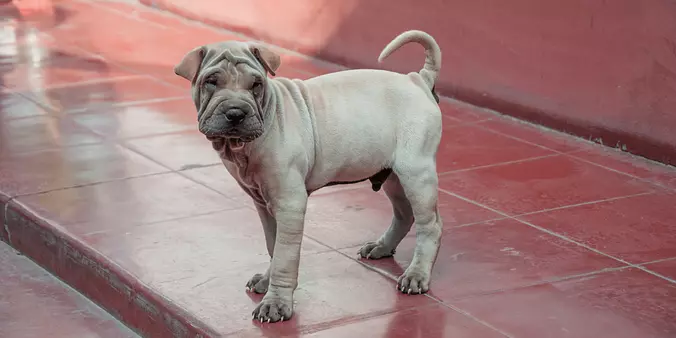 Chinese Shar-Pei