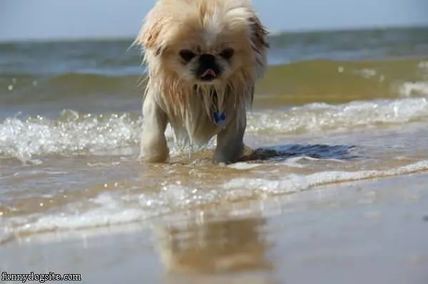 Going For A Swim