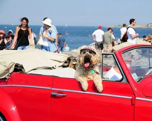 Beach Dog