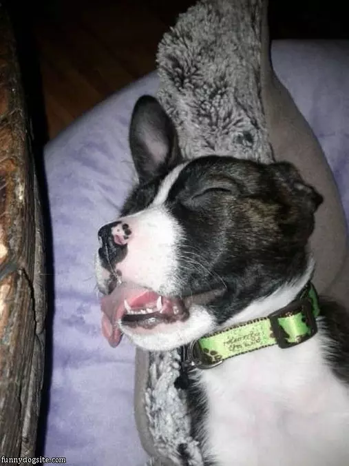Soo Soo Sleepy