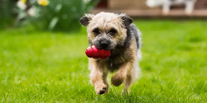 Border Terrier running