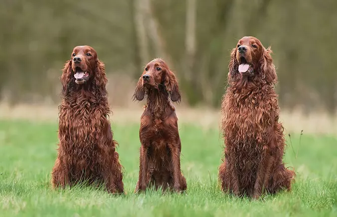 Irish Setter family