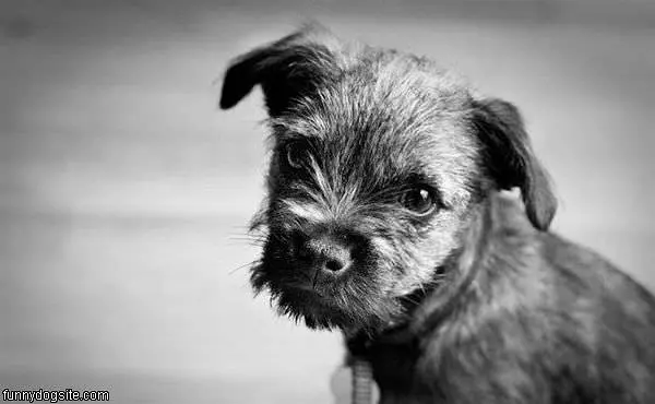 Too Cute Puppy