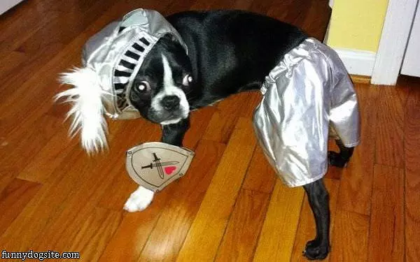 Warrior Dog