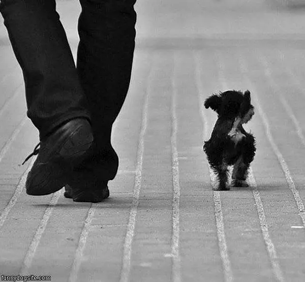 Cute Puppy
