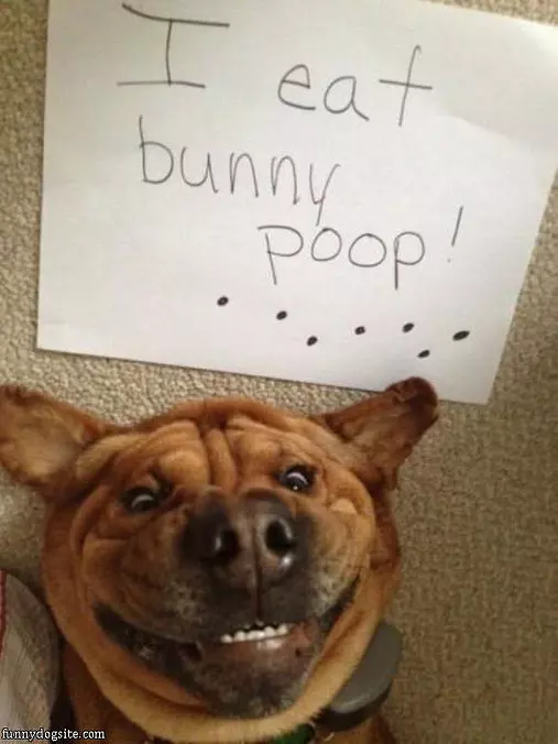 Bunny Poop