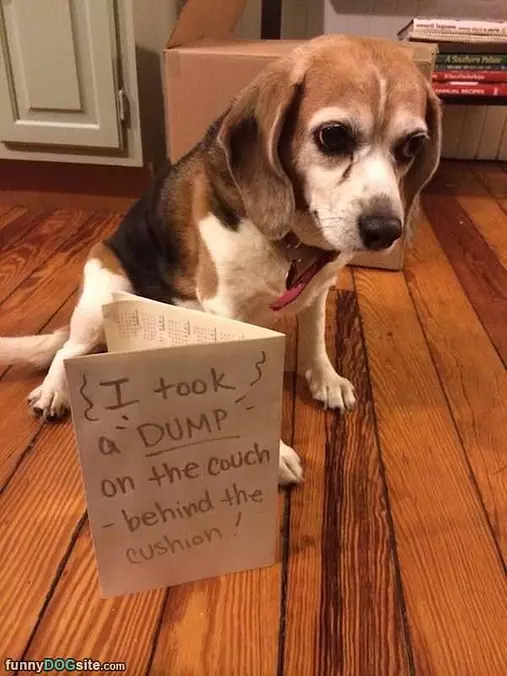 I Took A Dump