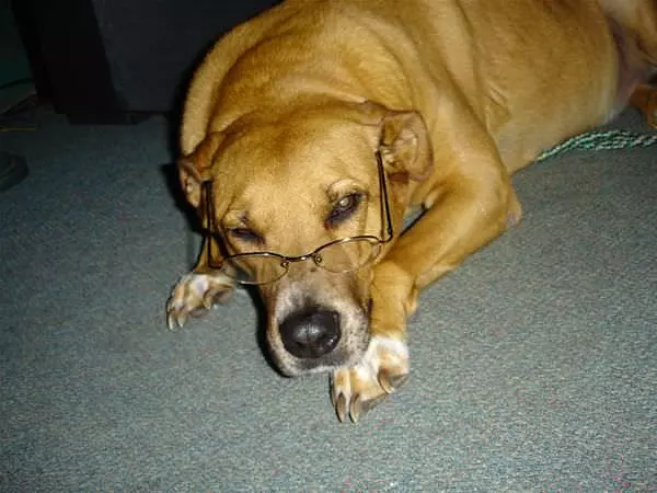 Wise Dog