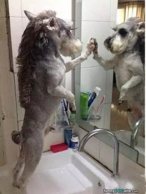 The Lion Dog