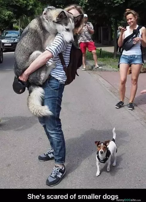 Scared Of Smaller Dogs