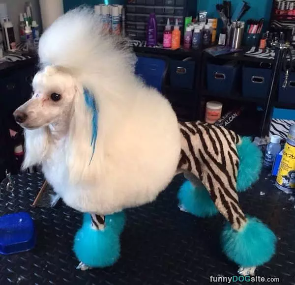 The Crazy Hairdo