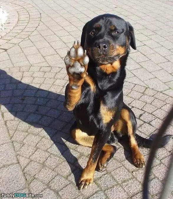 High 5 Dude
