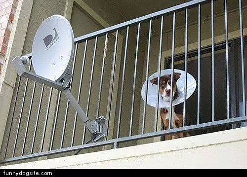 Satellite