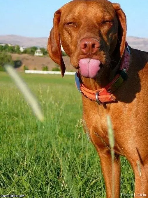 Tongue Out
