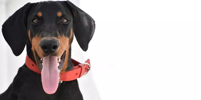 Transylvanian Hound black a...