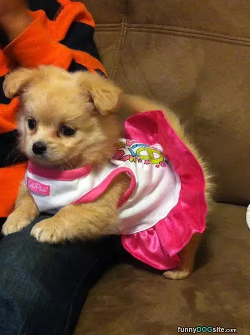 Dressed Up And Cute