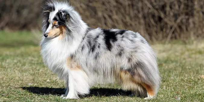 Shetland Sheepdog standing