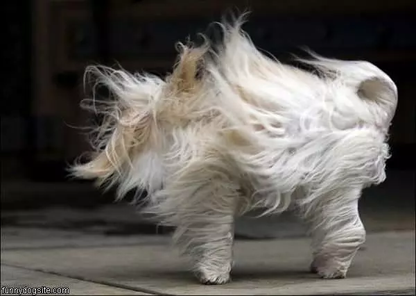 Windy Dog