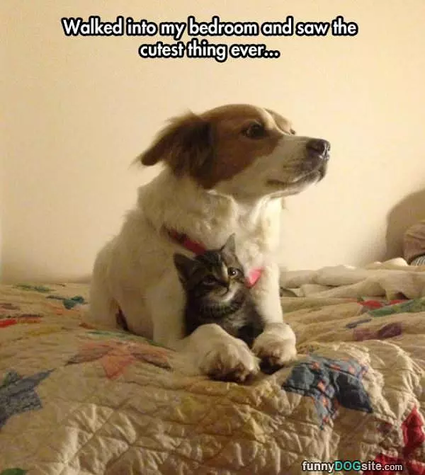 Cutest Thing Ever