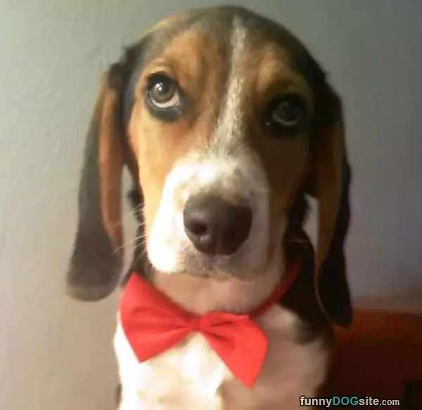 Rufus Ready For 2014