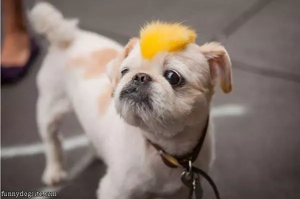 Awesome Mohawk