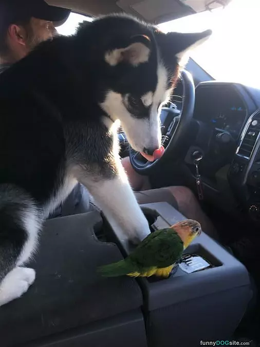 Going For A Ride