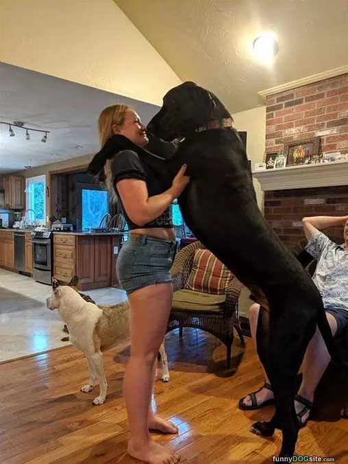 A Big Dog