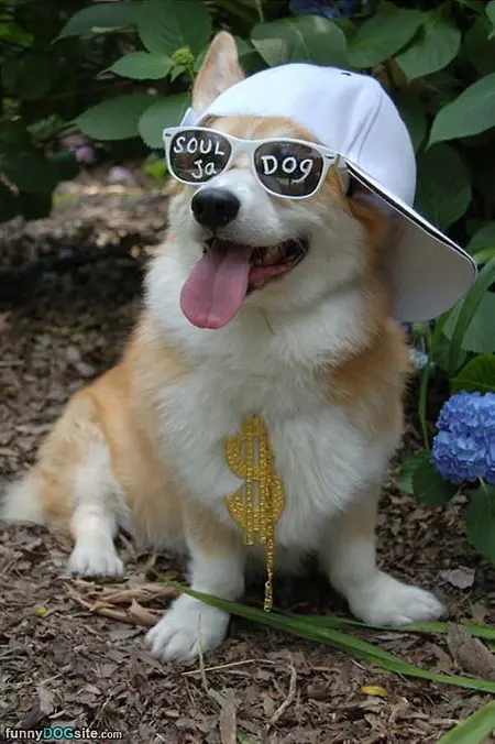 Soul Ja Dog