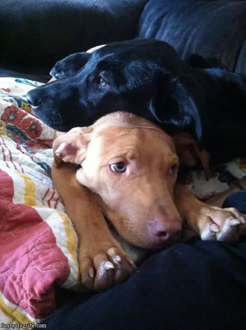 Stacking Some Cute Dogs