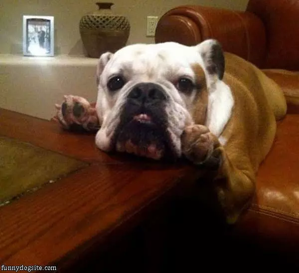 Ohhhh Woof