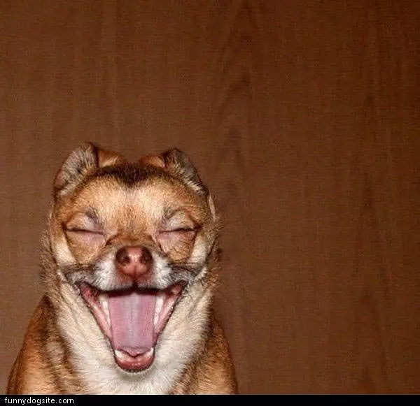 Big Laugh