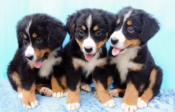 Appenzeller Sennenhund family