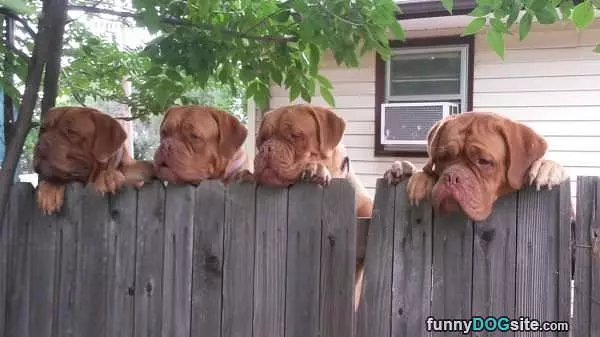 Looking Over The Fence