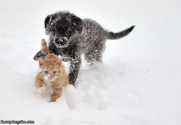 Puppy Vs Kitten