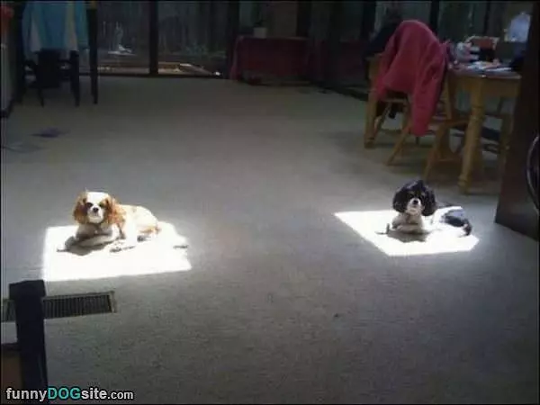 The Sunny Spots