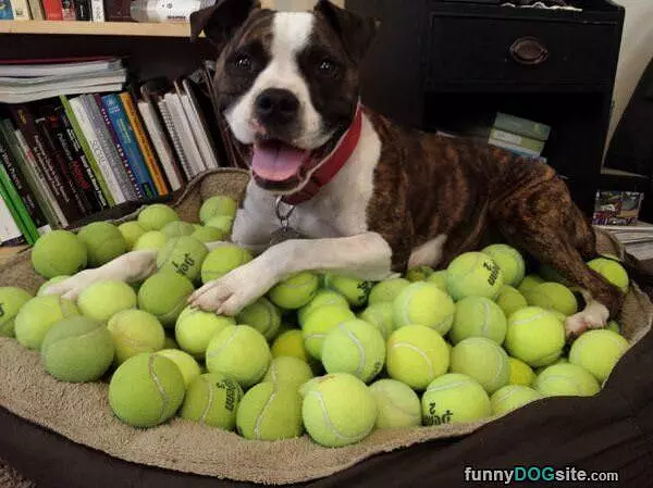 Fetched Them All