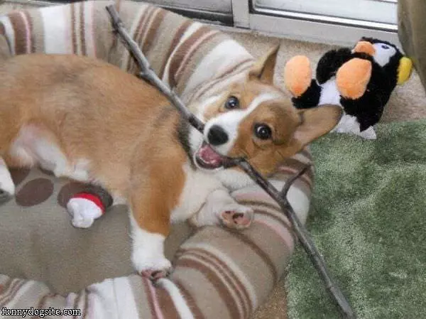 Nom Nom Toy