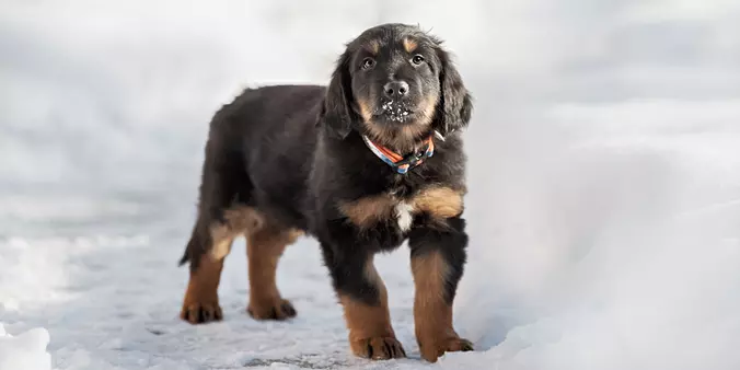 Hovawart puppy