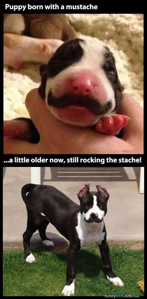 Mustache Puppy
