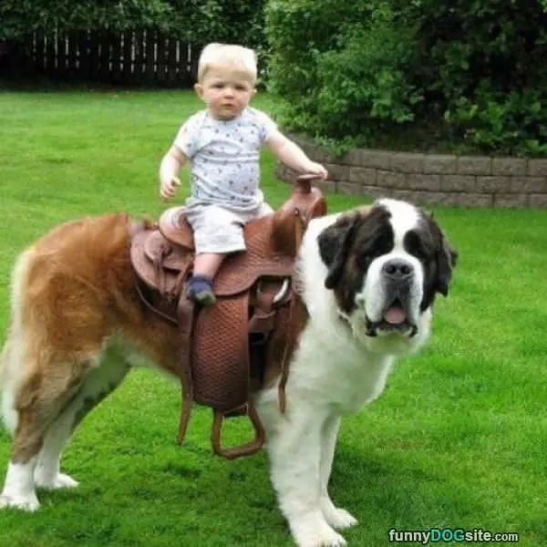 My Little Horse