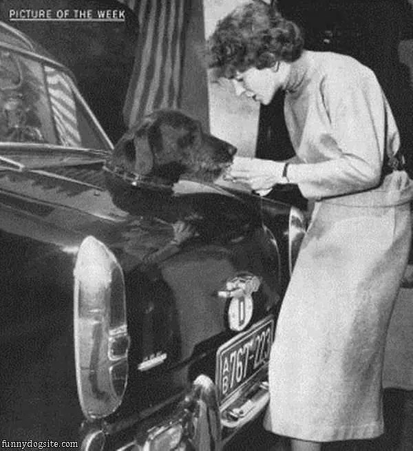 Trunk For Dogs