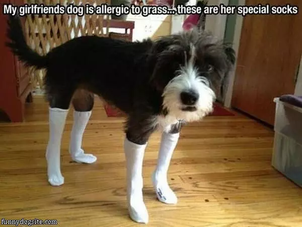 Allergic To Grass