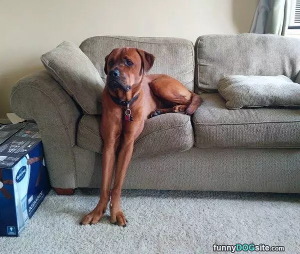 Long Legs