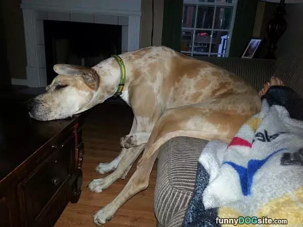 Very Tired Great Dane